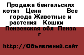 Продажа бенгальских котят › Цена ­ 20 000 - Все города Животные и растения » Кошки   . Пензенская обл.,Пенза г.